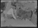 Image of Man feeds 2 musk-oxen (Shannon and Maureen) on deck